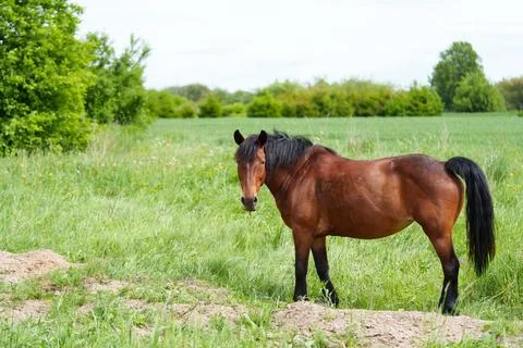 A brown horse 库存照片