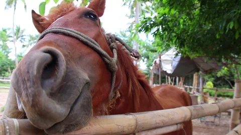Brown Horse Playing (Close Up) 動画素材 108891491