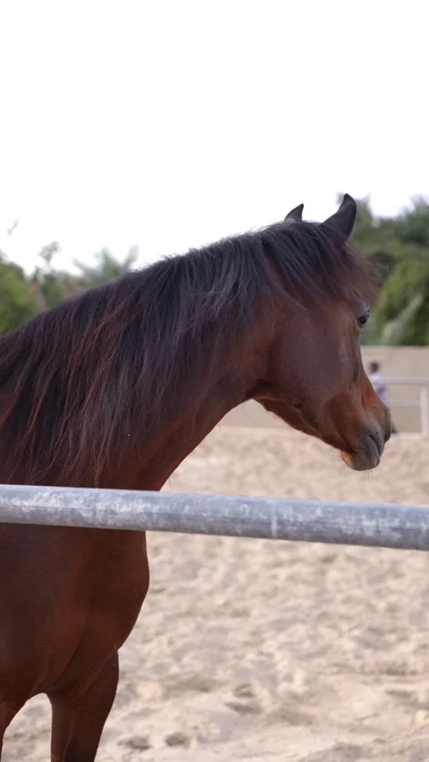 Brown Horse in Profile Stock Footage 314521553
