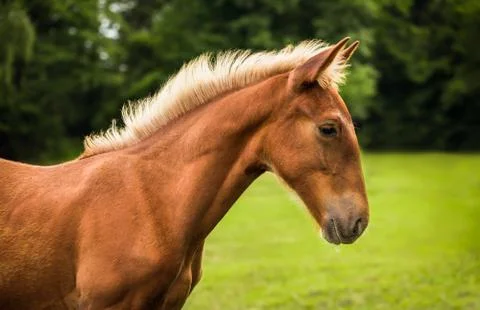 Brown Horse in Profile Stock Photos