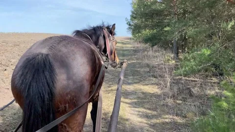 Brown horse pulls wagon along dirt road past farm field Stock Footage 182830079