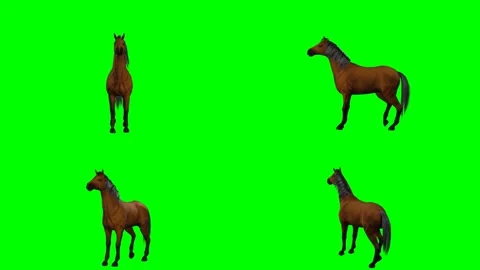 Brown horse rearing up dramatically on hind legs on green screen chromakey Stock Footage 328628994