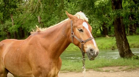 Brown horse at the river 스톡 동영상 51364438