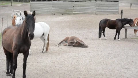 A brown horse rolls in the dust to scratch its back Vídeos de archivo 278272528