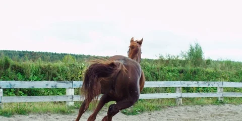 Brown horse running. 動画素材 104388449