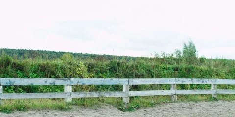 Brown horse running. 動画素材 104388452