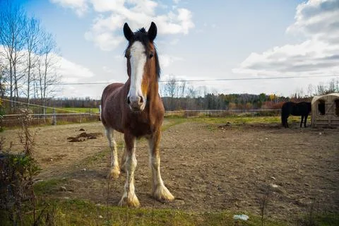 Brown Horse in Rustic Paddock on a Cloudy Autumn Day Stock-Fotos