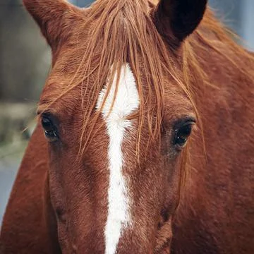 Brown horse s eyes Stock Photos