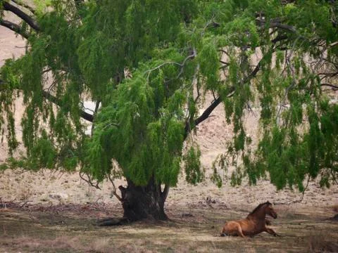 Brown horse in the shade under a tree in the countryside, South Africa Stock Photos