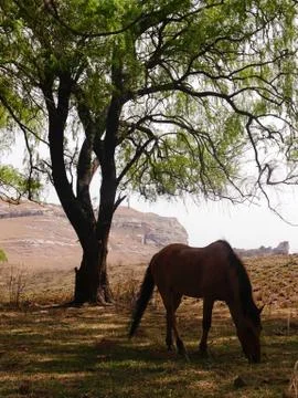 A brown horse in the shade under a tree in countryside, South Africa Stock Photos