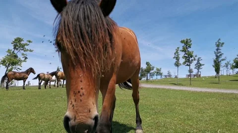 Brown horse snooping the camera Stock Footage 134609412