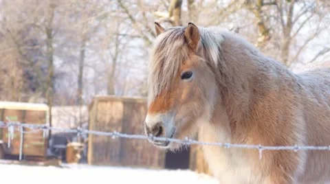 Brown horse in the snow Stock Footage 10732368