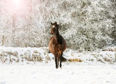 Brown horse in the snow Stock Photos