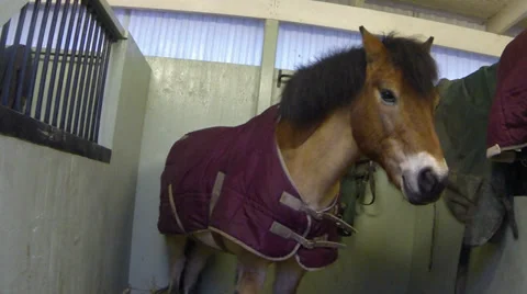 Brown horse in the stable. Stock Footage 33704672