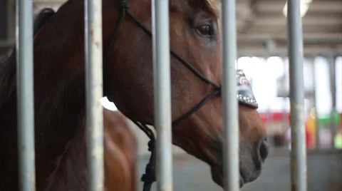 Brown Horse In Stable Video stock 52324722