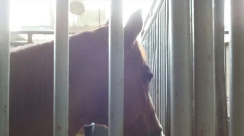 Brown Horse In Stable Video stock 52325061
