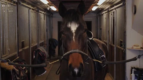 Brown horse in stable Stock Footage 162618097