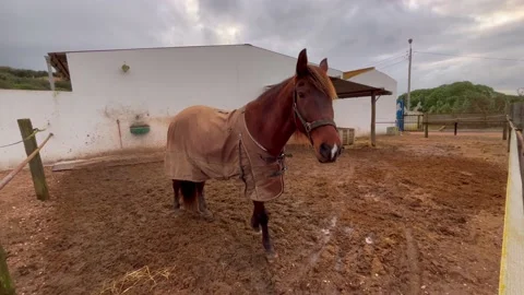Brown horse in a stable Stock Footage 228688478