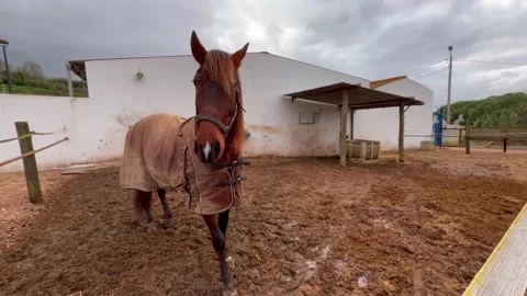 Brown horse in a stable Stock Footage 228688482