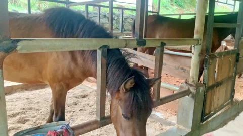 A Brown Horse in a Stable Stock Footage 295446035
