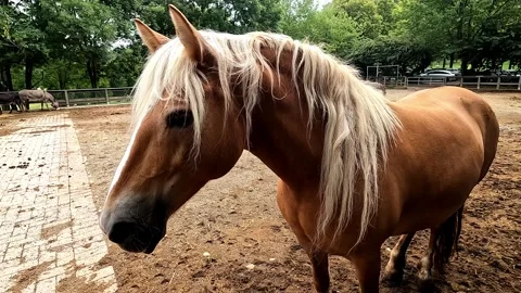 Brown horse in the stable Stock Footage 314164387