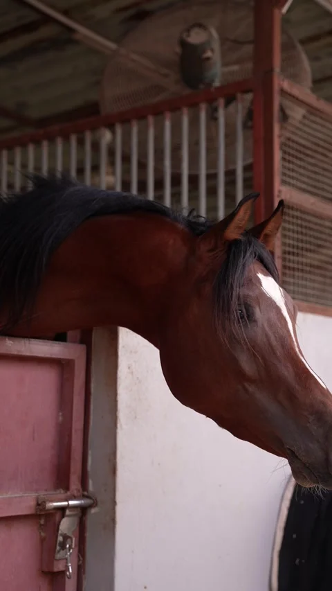 Brown Horse in Stable Stock Footage 314521548