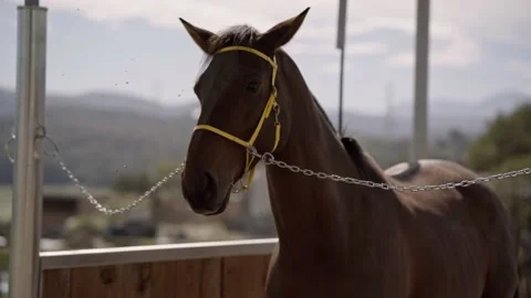 Brown horse in a stable shaking the head to remove the flies. Beautiful Vídeo Stock 227305548