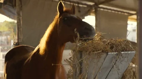 Brown horse in a stable at sunset Vidéo 69227160