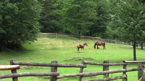 Brown horse standing on a fenced pasture and graze freely 1 Stock Footage 59588349
