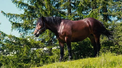 Brown Horse Standing in Forest Clearing Side Profile Vídeos de archivo 330120798