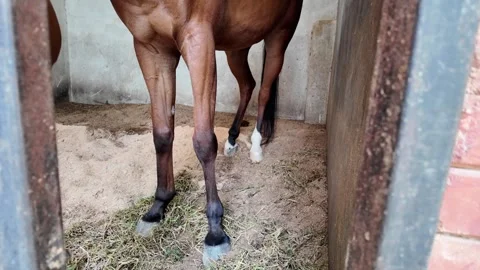 Brown horse standing inside a stable looking at the camera. Stock Footage 343377284