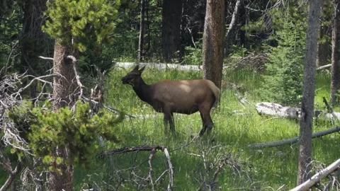 A brown horse standing next to a forest Stock Footage 155358023