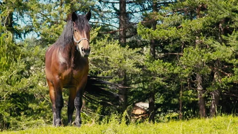 Brown Horse Standing in Pine Forest Sunny Summer Day Vídeos de archivo 330120419
