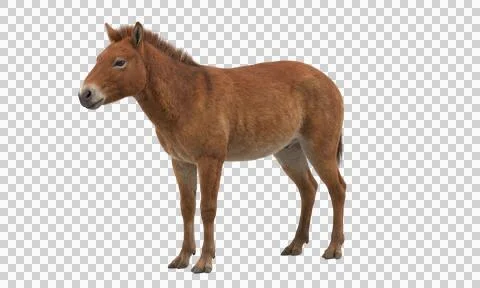 Brown horse standing profile view on transparent background animal mammal Stock-Fotos
