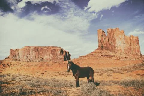 Brown horse standing still in the middle of the monument valley Stock Photos