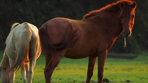 Brown Horse Standing While White Horse Grazes in Meadow at Golden Hour Video stock 328529266