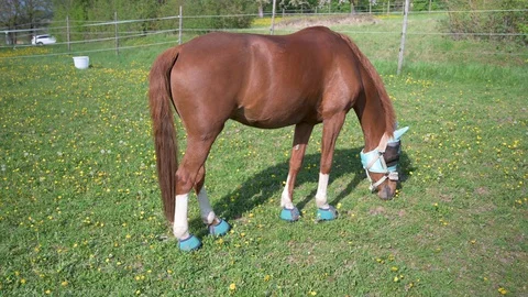 Brown horse with sunscreen eats grass in a pasture Stock Footage 130116944