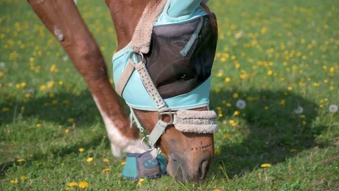 Brown horse with sunscreen eats grass in a pasture Stock Footage 130117107