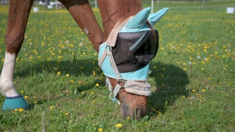 Brown horse with sunscreen eats grass in a pasture Stock Footage 130127305