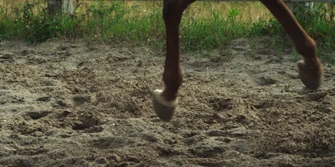 Brown horse throws sand while running. 動画素材 104388485