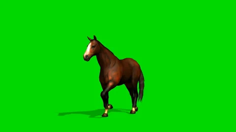 Brown horse walk  - seperated on green screen Видео 33849953