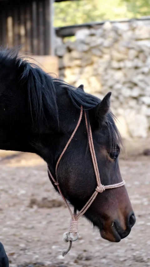 Brown horse walking calmly inside a farm enclosure, wearing a rope halter, then Stock Footage 327538533