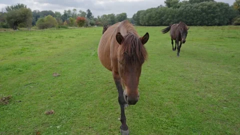 A brown horse is walking in a field with a cloudy sky in the background Stock Footage 298063223