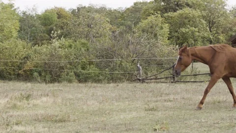 A brown horse walking Видео 119099142