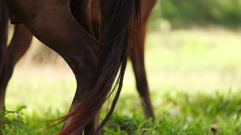 Brown Horse Walking Through a Sunlit Green Field Stock Footage 344835089