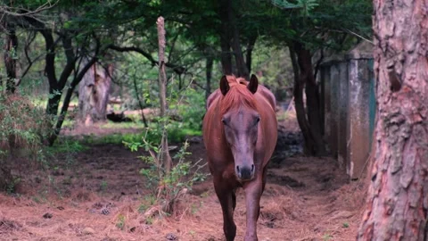 Brown Horse Walking Toward Camera in Forest Path Stock Footage 320635918