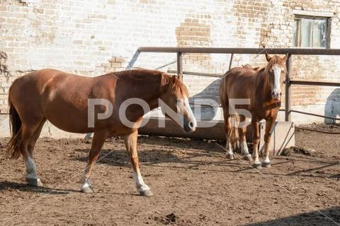 Brown horse walks through the stable from left to right on a farm in the summer Stock Photos