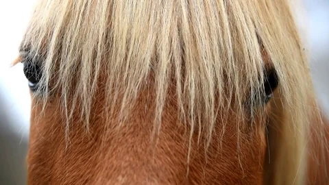 Brown horse with white mane. Stock Footage 87021653