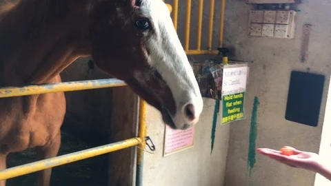 Brown horse with white pattern on his head taking cut carrot from man's Stock Footage 121879356