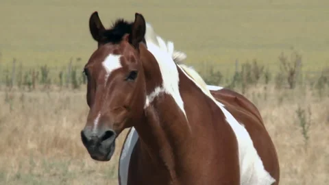 Brown Horse with White Spots Looking at Camera in La Pampa, Argentina Stock Footage 296923077